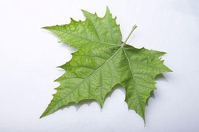 《众神陨落》开发商正开发新IP 将是合作射击游戏